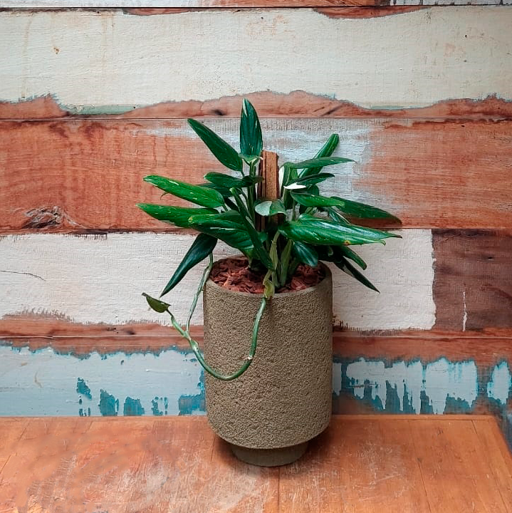Monstera Standleyana Cachepô cimento verde musgo nº2