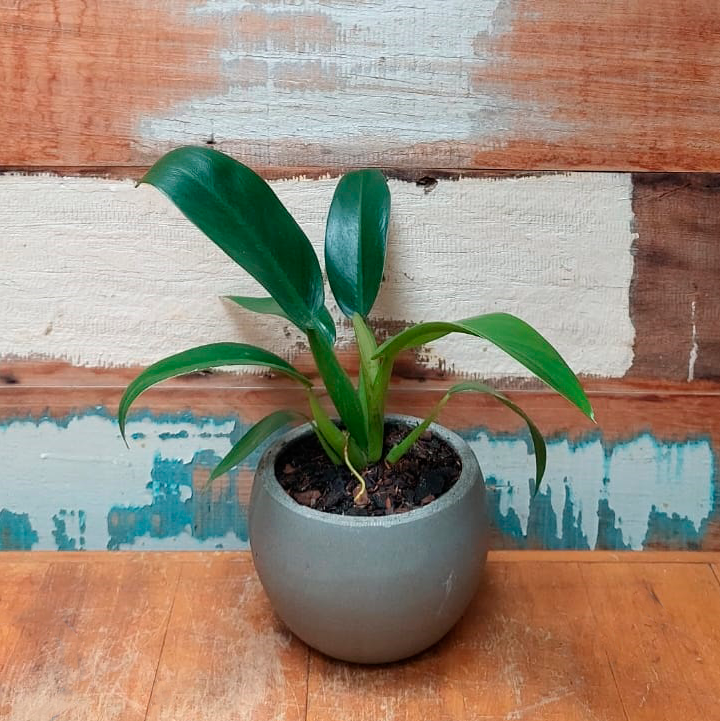 Pacova Vaso concreto bola minizinho
