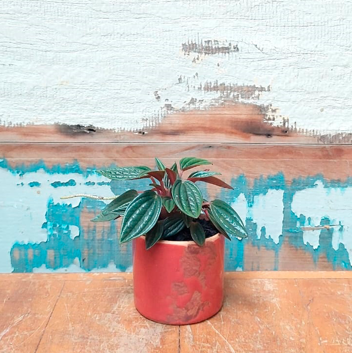 Peperomia Caperata Rosso Vaso Tubo esmaltado P vermelho