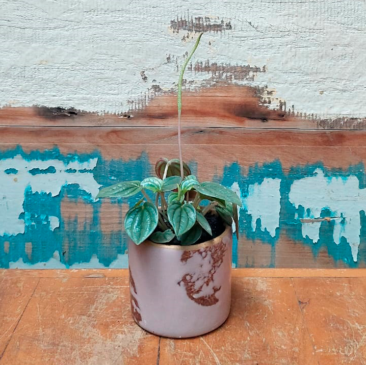 Peperomia Caperata Vaso Tubo esmaltado P rosa