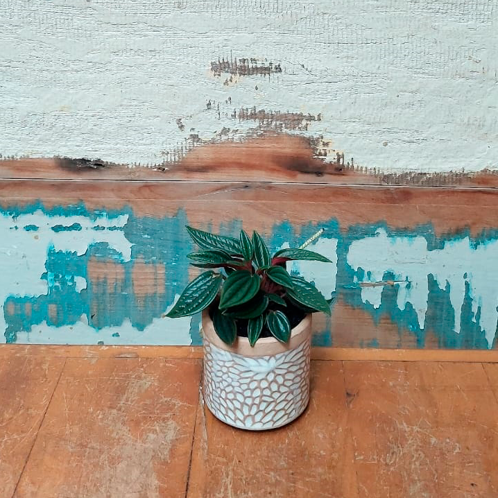Peperomia Caperata Rosso Cachepô  P folhas