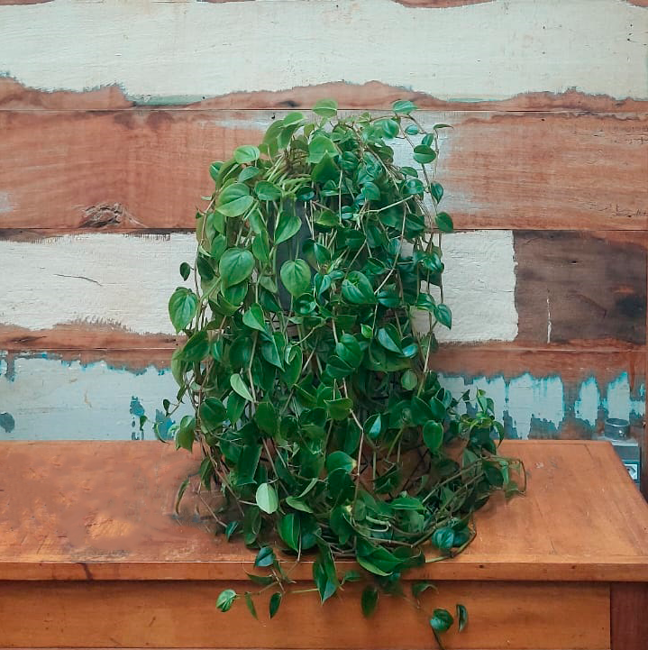 Peperomia verde vaso concreto cubo G