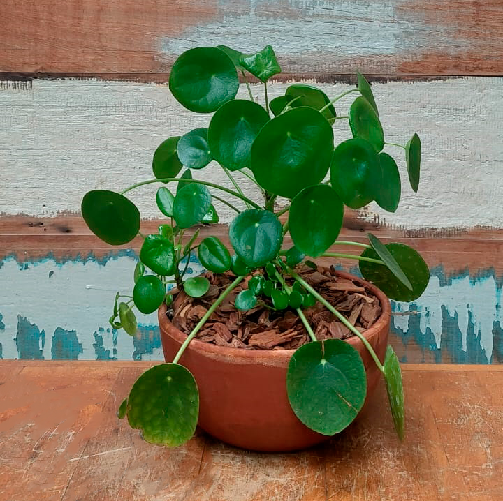 Pilea Peperomioides Vaso Tigela M