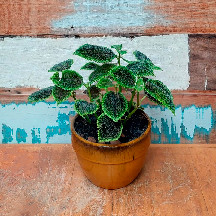 Pilea mollis Cachepô roma laranja nº2