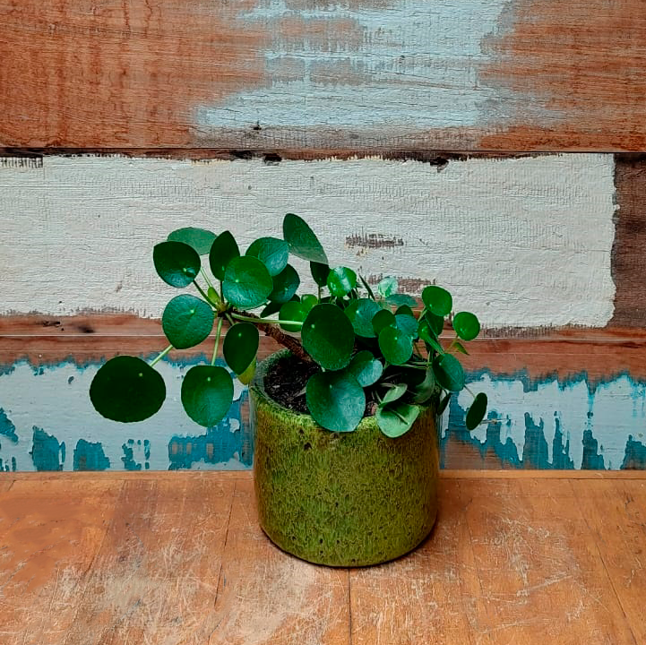 Pilea peperomioides Mini cilindro nº 2 esmaltado verde musgo