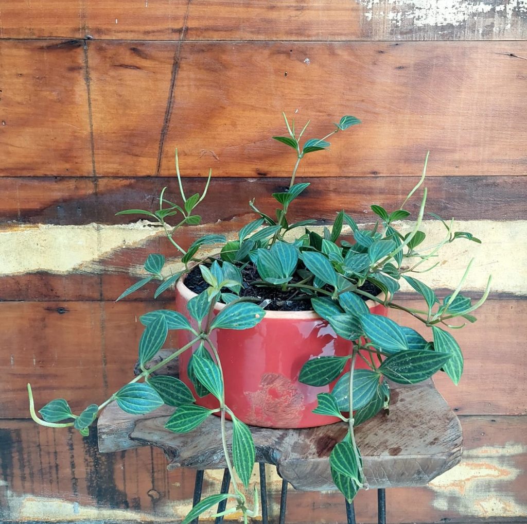 Peperômia Puteolata Vaso Tubo esmalt. GG vermelho