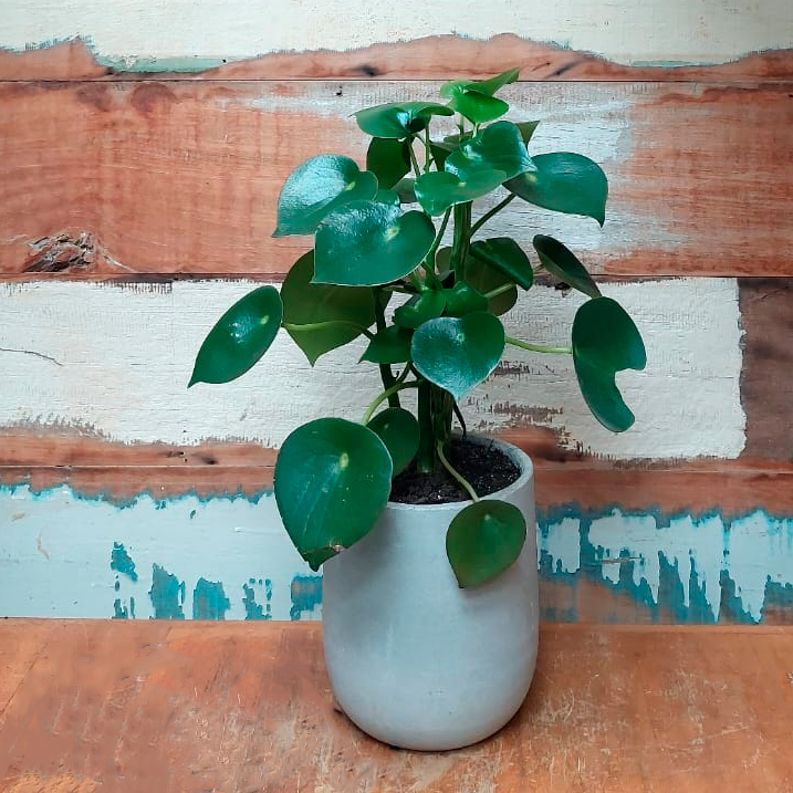 Peperomia Raindrop Vaso concreto curvo minizinho