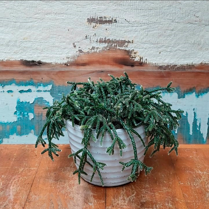 Rhipsalis policarpa Cachepô de Cimento Classic