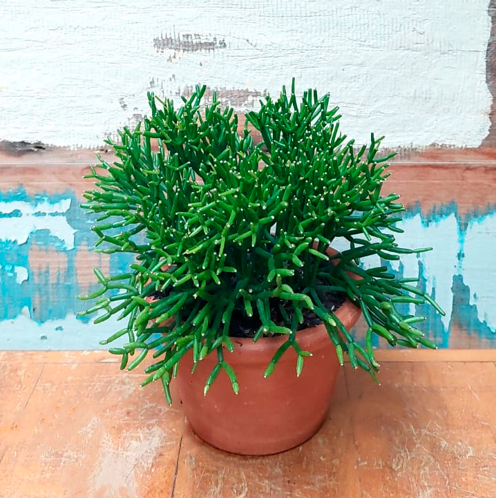 Rhipsalis erecta Vaso Violeta PP