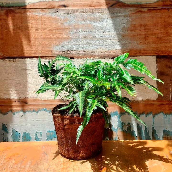 Samambaia variegata Vaso Coquim Cuia P