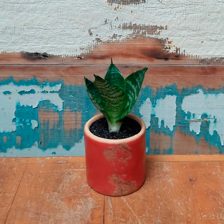 Mini Espada de São Jorge Vaso Tubo esmaltado P vermelho