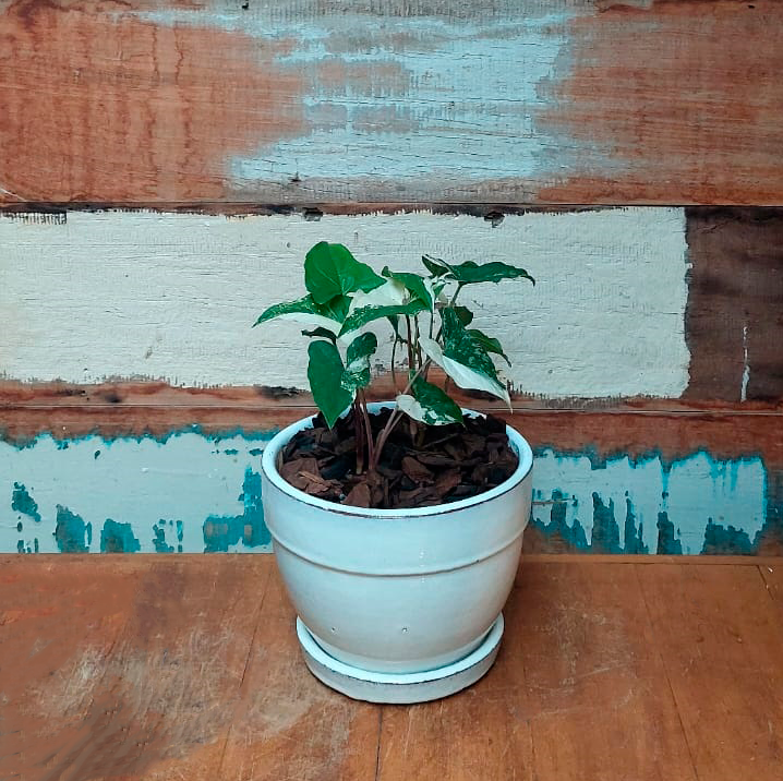 Singonio variegata Cachepô roma off white nº2