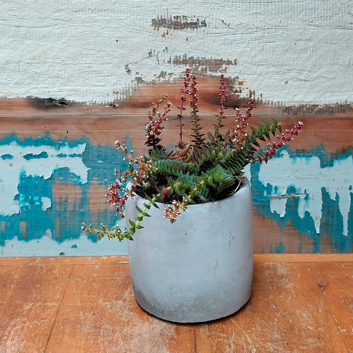 Suculenta variada Vaso Cimento Redondo baixo