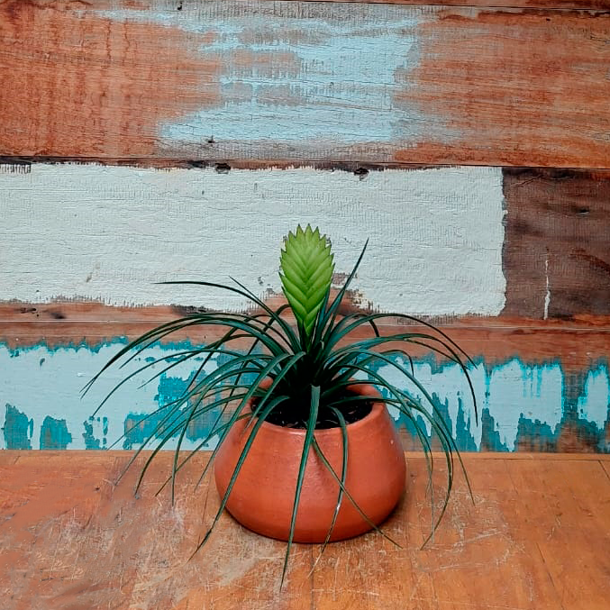 Tillandsia Cyanea Comedor de coelho nº2