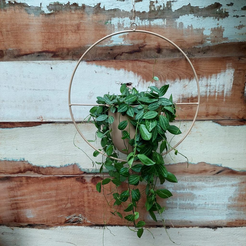 Dischidia ovata Suporte redondo metal creme