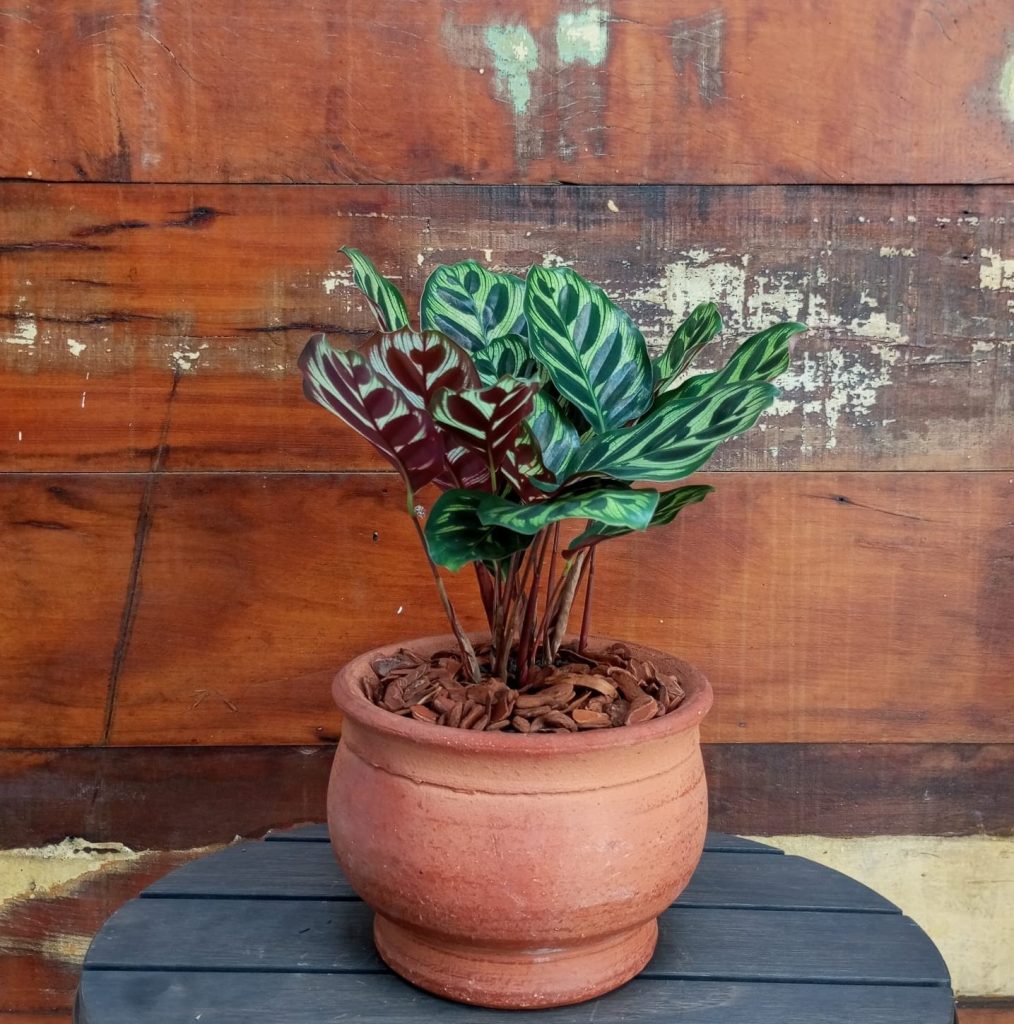 Maranta Makoyana Cachepô imperial nº 1 Tupã