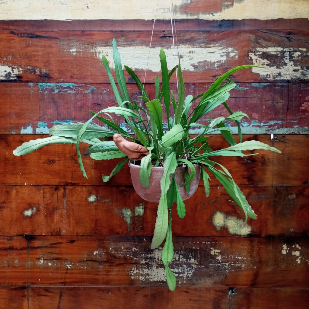 Epiphyllum (Cacto orquídea) Vaso Tigela M