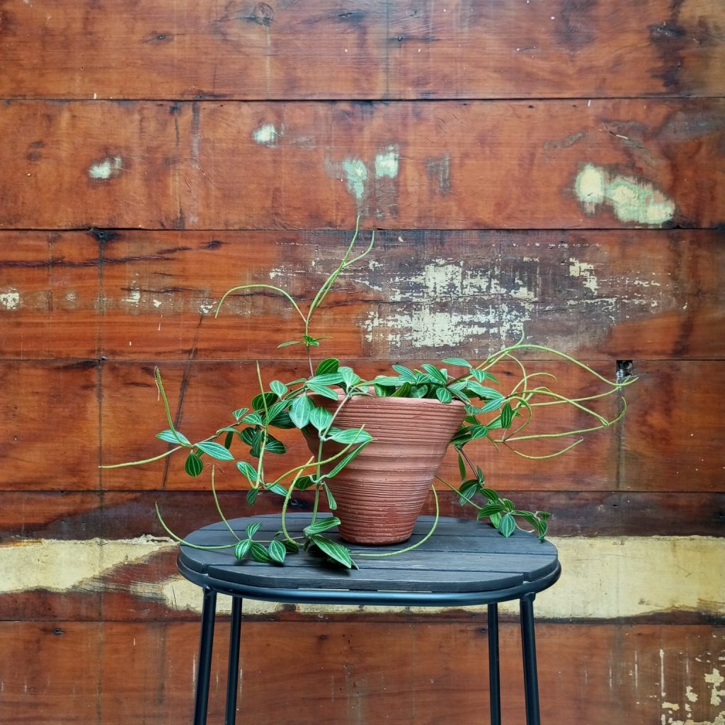 Peperômia Puteolata Vaso Parede riscado nº 0