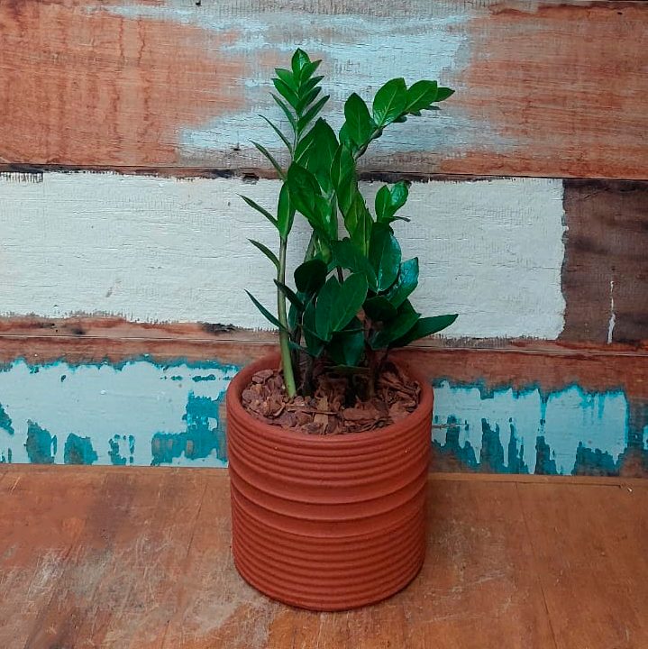 Zamioculca mini Cachepo riscado nº2