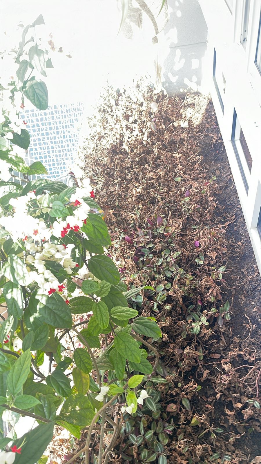 Projeto para jardineira apartamento antes