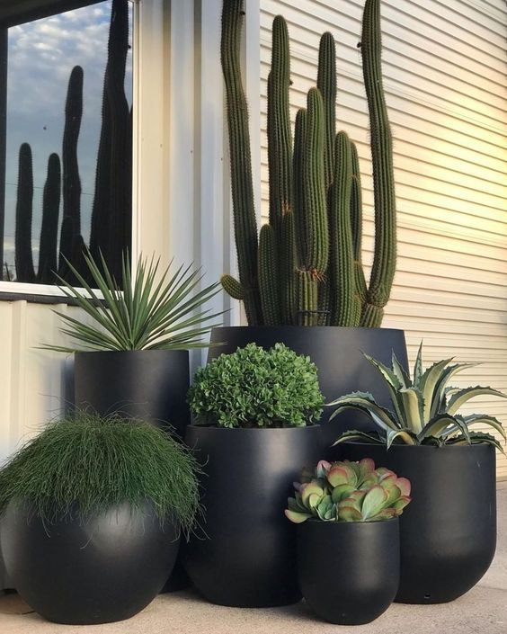 Plantas grandes para o chão