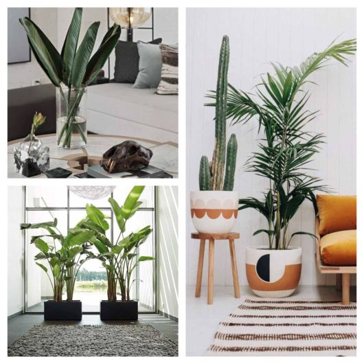 Plantas grandes para o chão