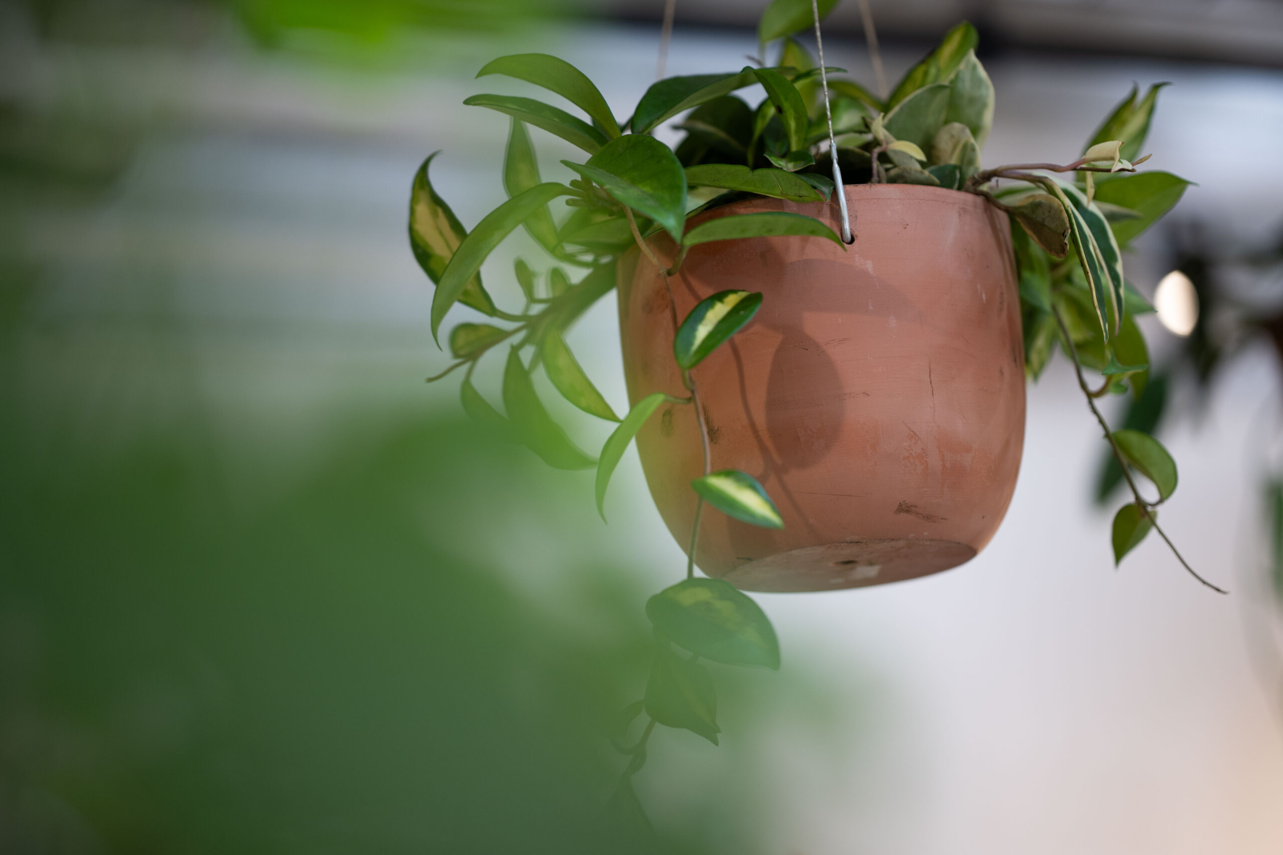 Vaso com planta pendente