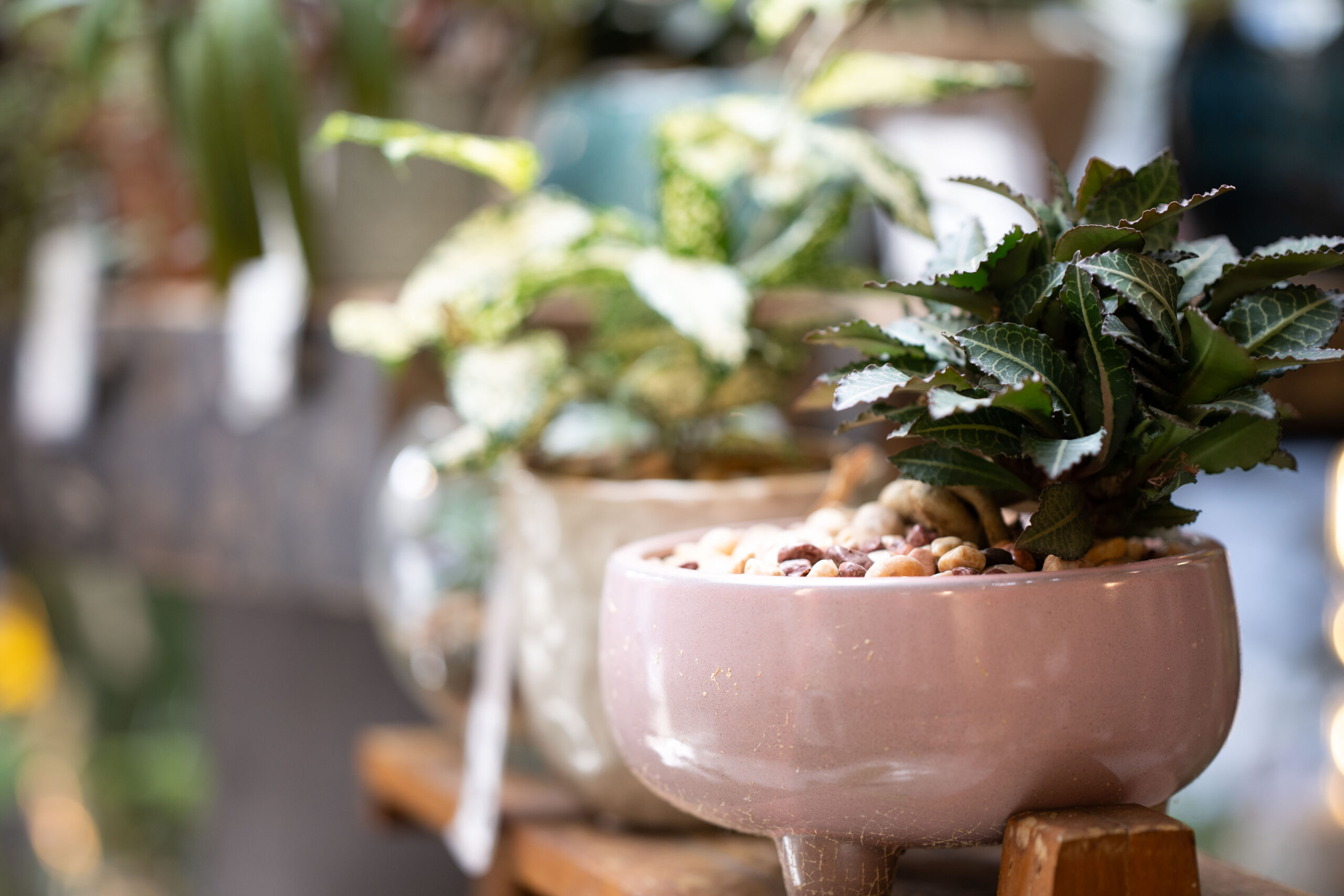 Terrário e plantas para móveis